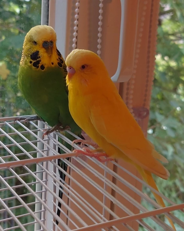 Butschi und BiBo