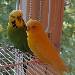Butschi und BiBo