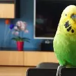 Butschi 