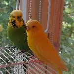 Butschi und BiBo