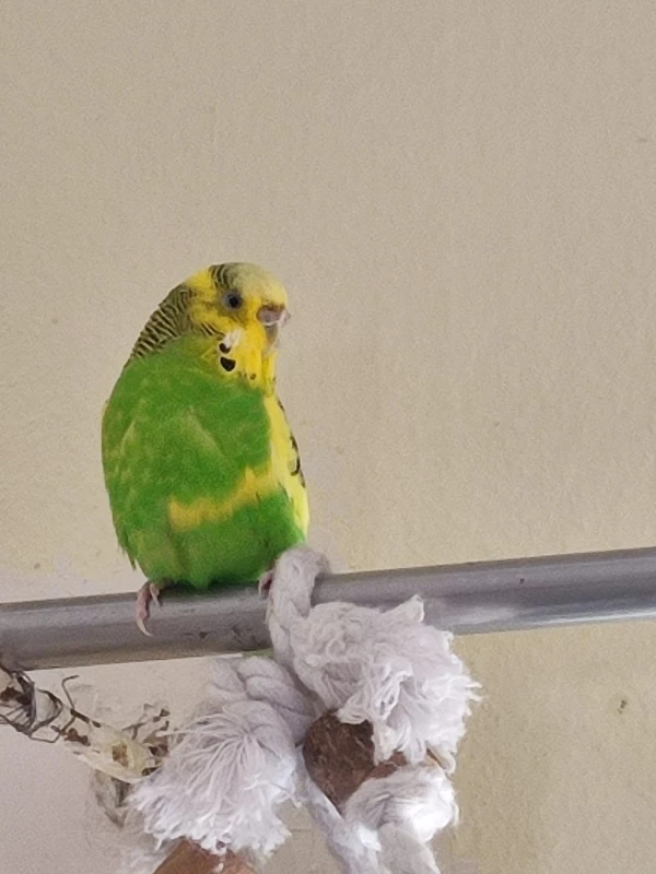 Wellensittich-Bild: Hoch oben auf der Stange des Vorhanges überblickt sie alles aus sicherer Position: was in der Wohnung passiert aber auch was die Vögel draußen alle machen. 