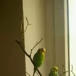 Bonnie und Pascha 2022