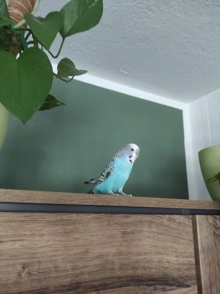 Paul im Freiflug