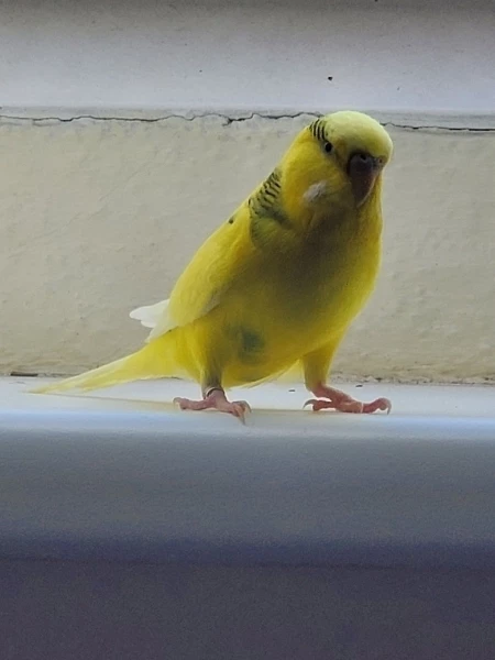Xenophilius