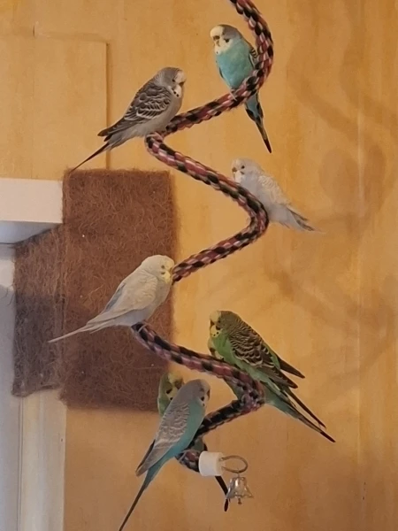 Wellensittich-Bild: Vier sind schon zum schlafen im Käfig, aber hier ist es doch auch nett!