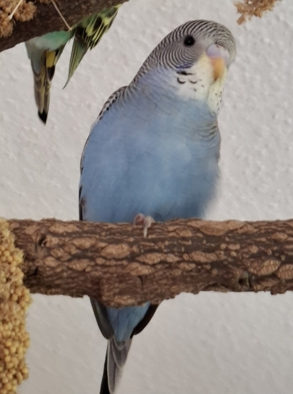 PHPSESSID