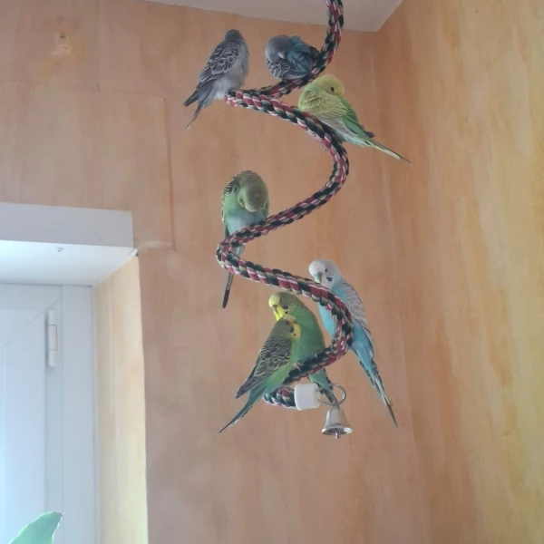 Wellensittich-Bild: Hier ist gut der Unterschied zwischen Bindi (Wildform, ganz unten) und den Zuchtformen (übrige) zu erkennen..