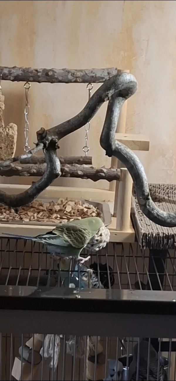 Wellensittich-Bild: Jiddy übt auch schon. Ich musste den Ball heute 
einige Male wieder auf den Käfig legen und es wurde 
Sofort weiter gespielt.