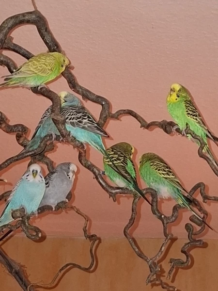 Wellensittich-Bild: Heute wird mal wieder im Vogelzimmer auf dem Lieblingsast geschlafen..