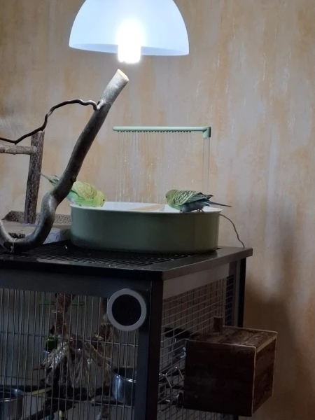 Wellensittich-Bild: Was ein Spaß. Zuerst waren nur Sheldon 
und  Krümel interessiert. Danach alle. 
Auch Sky, Kiwi und Bindi.