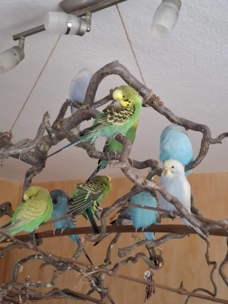 Wellensittich-Bild: ...wo ist Flauschebällchen Mali..?
(Versteckt sich hinter Blümchen)