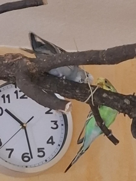 Wellensittich-Bild: Mali und Bindi arbeiten auf Hochtouren dran..und die anderen gucken zu.