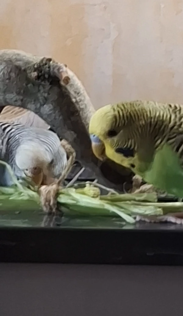 Wellensittich-Bild: Mali darf mit knibbeln.. 
Jiddy teilt...zumindest jetzt...