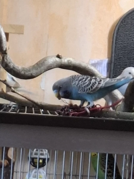 Wellensittich-Bild: ...schmeckt Krümel und Lady Grace ist auch schon in Lauerstellung.