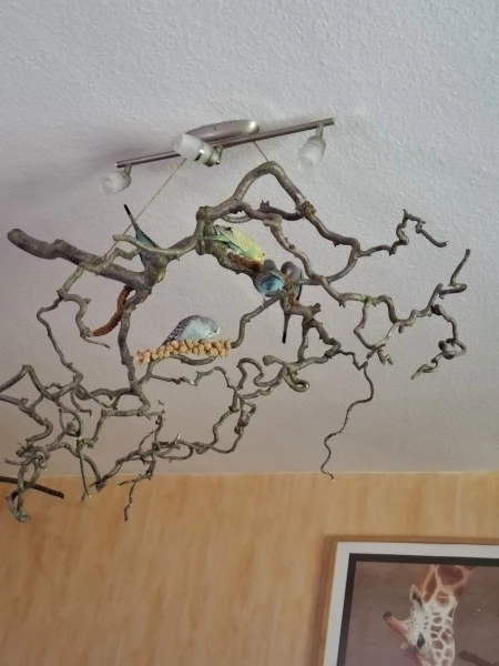 Wellensittich-Bild: Mann war ich froh als ich 4 Äste aus dem Garten von einem älteren Ehepaar haben durfte..
Ist nicht einfach zu bekommen in der Größe und die Wellis auch..
