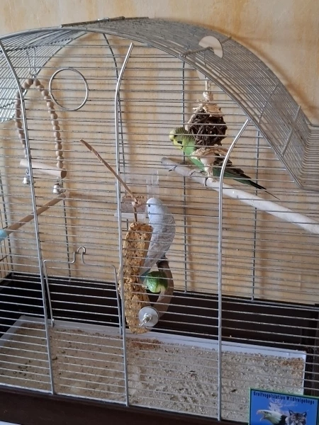 Wellensittich-Bild: Ich weiß nicht Kiwi aber da ist ein kleiner Spielplatz am Fenster für uns..
