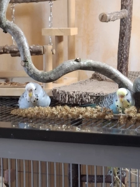 Wellensittich-Bild: Mali und Blümchen genießen einen Kolben für sich. 
Sie sind froh dass die Jungs abgelenkt sind und so 
jetzt genießen können. 