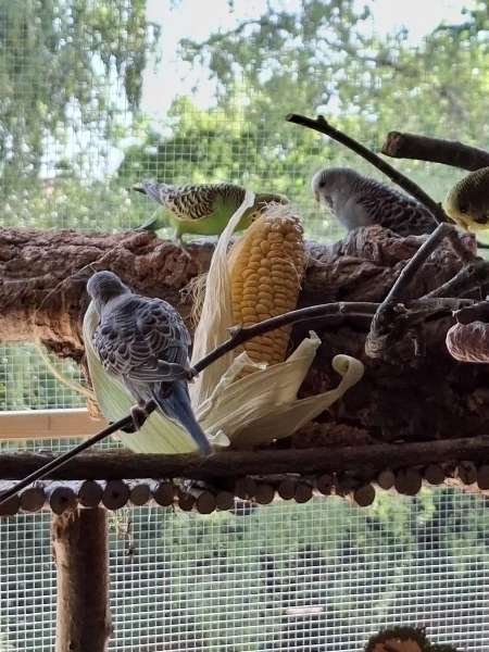 Wellensittich-Bild: Heute gab es zum erstenmal Maiskolben. Krümel, Bindi,Mali und Jiddy finden das toll.