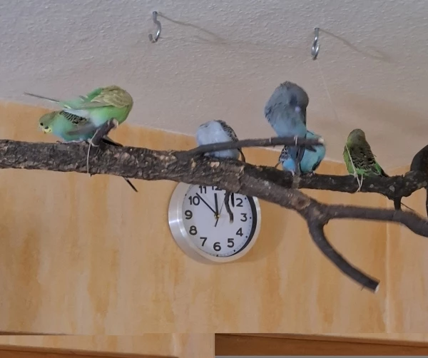 Wellensittich-Bild: Die Uhr zeigt den Mittagsschlaf an und es wird sich dran gehalten.