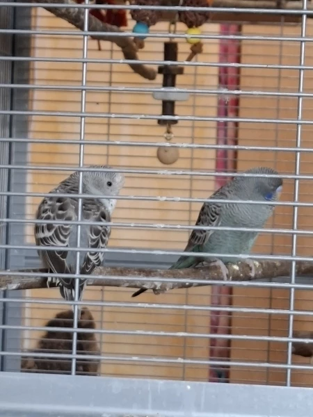 Wellensittich-Bild: Na...werden hier neue Freundschaften geschlossen..? Bestimmt. 😍