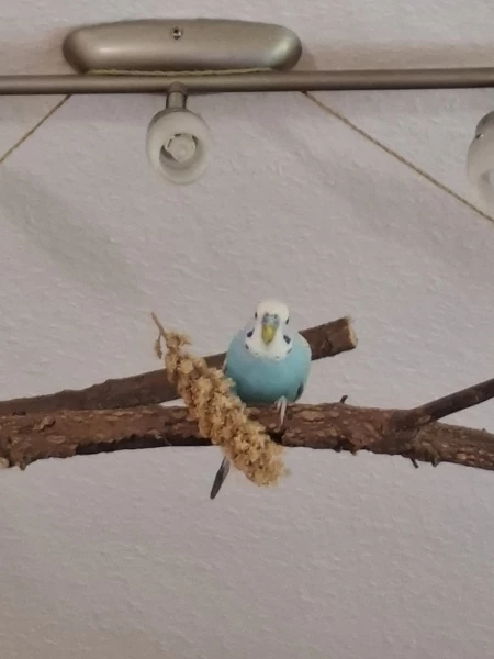 Wellensittich-Bild: ...du mopst mir doch nicht meine Hirse...oder warum guckst du so..?