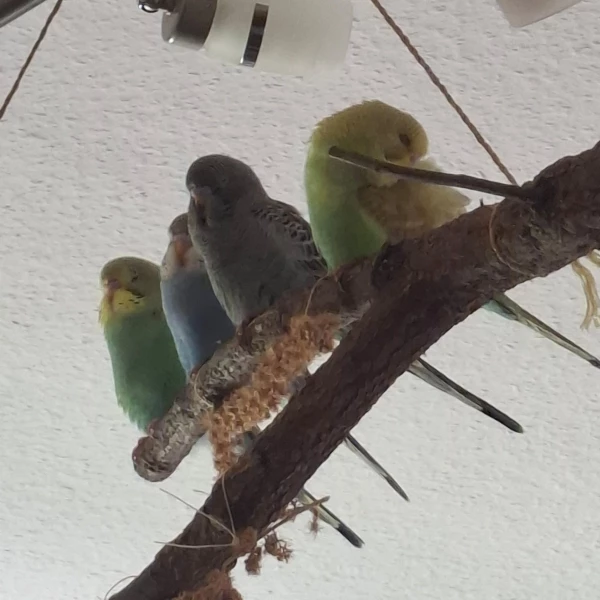 Wellensittich-Bild: Unser Nachwuchs alle zusammen..Ein kleines Nickerchen muss sein