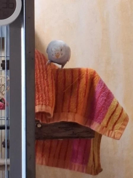 Wellensittich-Bild: ..endlich kriegt die Felo auch mal Hilfe mit der Wäsche. 