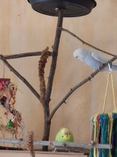 Wellensittich-Bild: ...wird von Sheldon und Lady Grace ausprobiert und für gut befunden. 