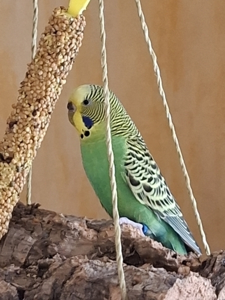 Kiwi