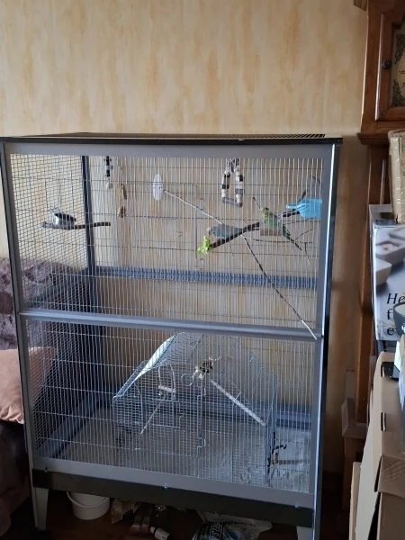 Wellensittich-Bild: Upgrade vom Zimmer zur Villa.