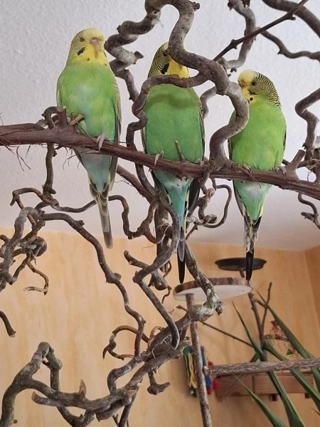 Wellensittich-Bild: sitzen unsere grün-gelben zusammen..perfekt für ein schönes Foto. 