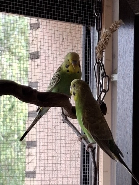Wellensittich-Bild: Jiddy gefällt die neue Drachenliane vor dem Fenster.
Und Bindi möchte doch auch drauf sitzen..