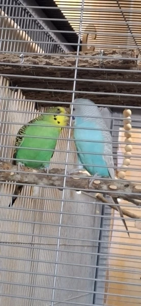 Sky und Kiwi 