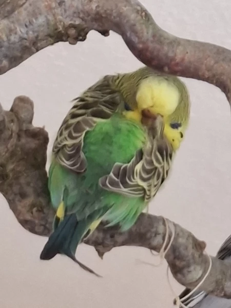Wellensittich-Bild: Kleine wilde knutschkugel.
Aber auch sie muss sich mal ausruhen. 