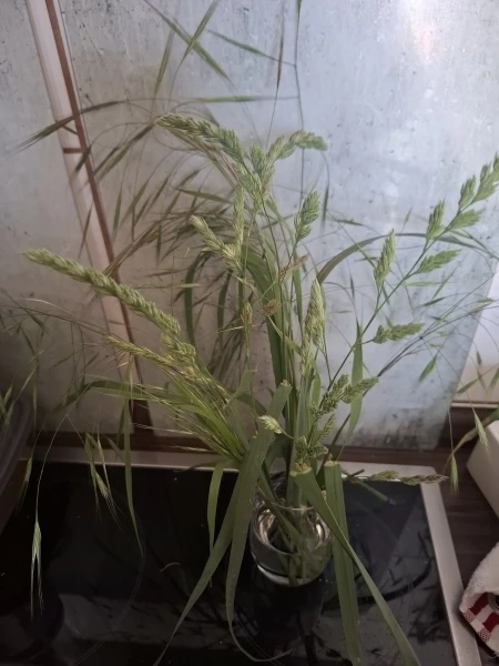 Wellensittich-Bild: Bin gespannt ob Interesse besteht..
Gras gabs bis jetzt noch nicht..