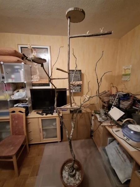 Wellensittich-Bild: Mit Liebe für unsere Helikopter gemacht. Wird ein bis zweimal im Monat umgestaltet (Spielzeug).