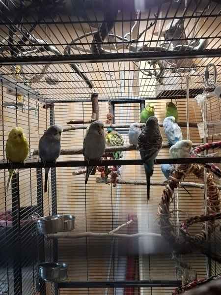 Wellensittich-Bild: Gruppenbild im neuen Käfig...
Den lieben sie, auch bei geöffnetem Käfig sitzen sie oft drin.