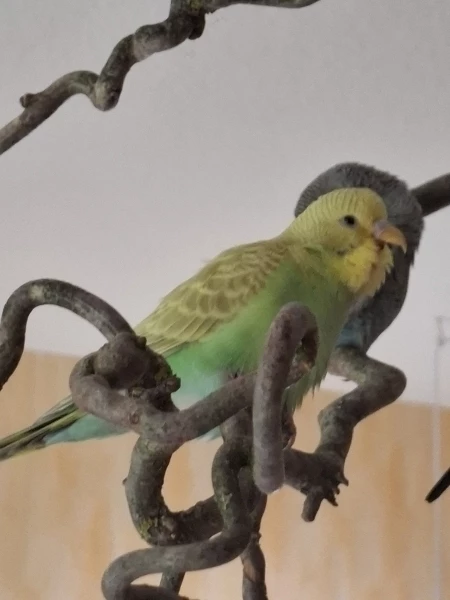 Wellensittich-Bild: Sheldon gähnt und Krümel hat das Köpfchen schon im Gefieder und schläft.