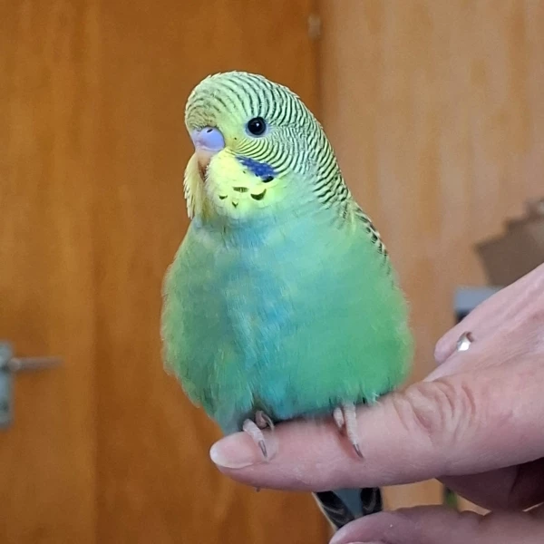 Wellensittich-Bild: Hebräisch für kleiner gelber vogel. 