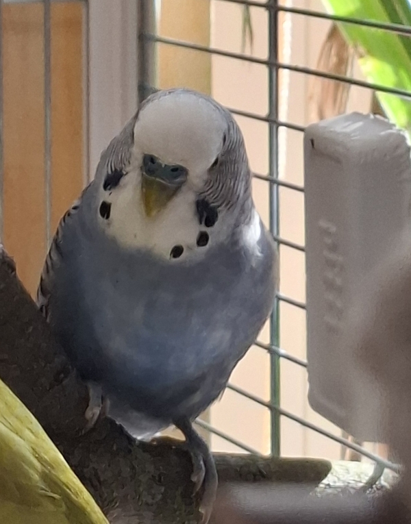 Paco