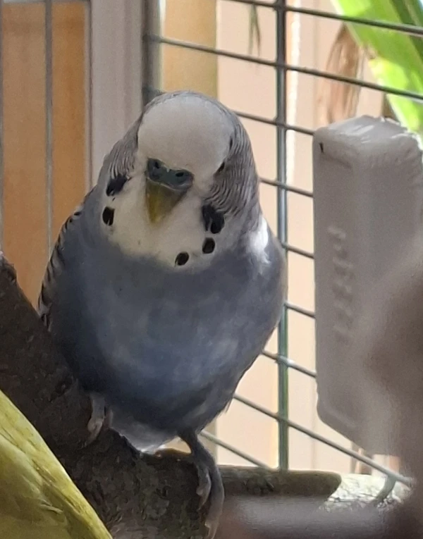 Willkommen Paco