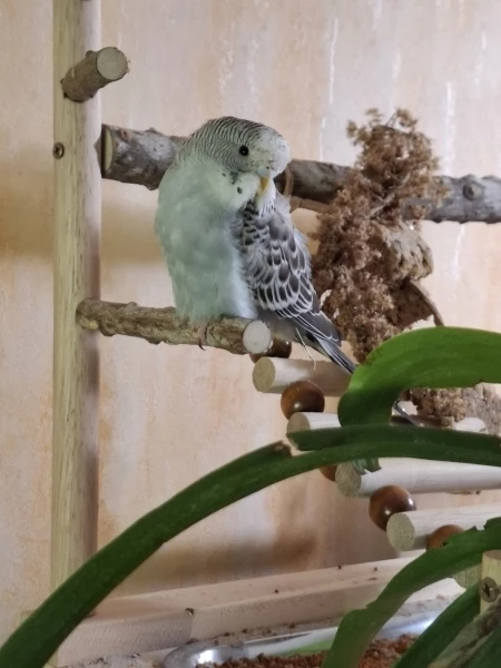 Wellensittich-Bild: Heute für Mila und Blümchen der erste Flug mit dem Schwarm. Ebenfalls alles prima geklappt, ein bisschen schüchtern noch..
