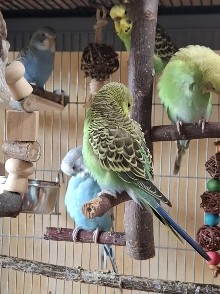 Wellensittich-Bild: 5 der Budgielove Familie machen Pause...und Krümel Blödsinn 🫣 wie immer 😁