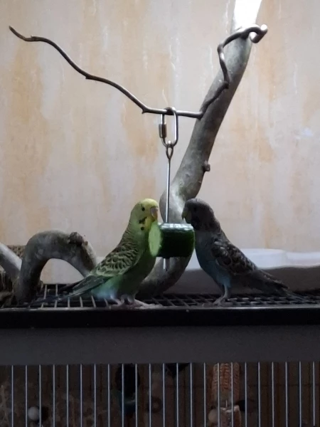 Wellensittich-Bild: ...schmeckt Jiddy Krümel bei der Hitze. 
