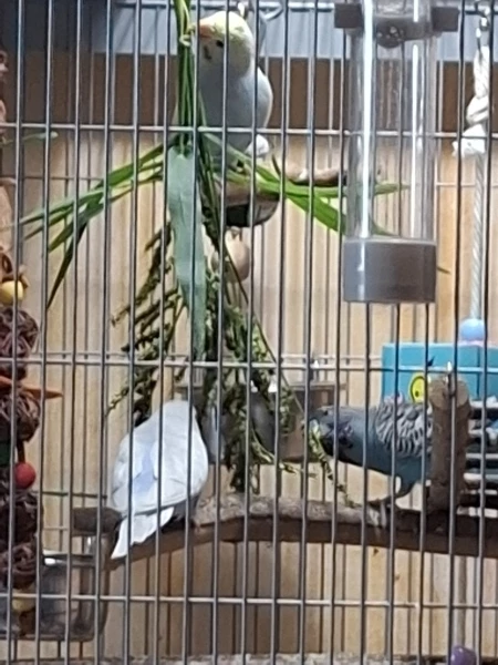 Wellensittich-Bild: Heute gabs für die kleinen Geier Hühnerhirse aus dem Garten. 
