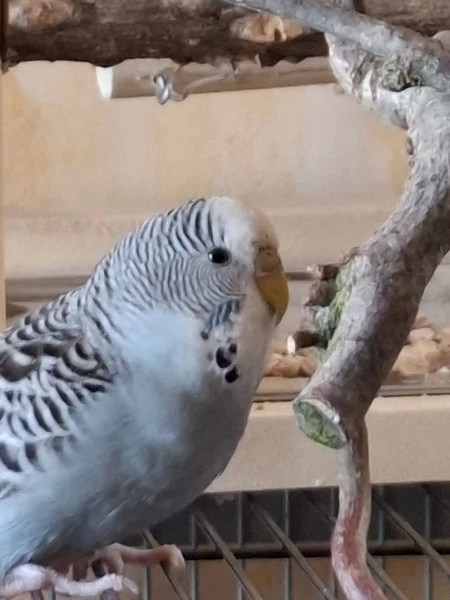 Unser Mali-Mädchen 
