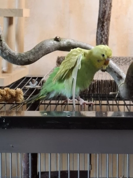 Wellensittich-Bild: Sheldon nach dem Baden. 
FLIEGEN war danach erstmals nicht 
möglich..
Das passte dem Herrn aber garnicht. 
Es wurde sich laut beschwert. 