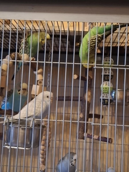Wellensittich-Bild: ..ist speziell. Mit den Füßen an der Käfigdecke Kopfüber hängen lassen..Da gucken auch Kiwi, Sky, Gracy und Mali.