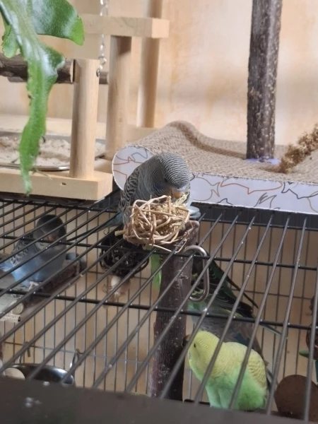 Wellensittich-Bild: Während der Rest des Schwarm eine Pause macht futtert unser Krümel Hirse aus Weidebällen..Lieblingsbeschäftigung
Kaputtmachen