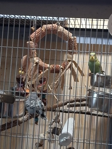 Wellensittich-Bild: Mali ist direkt dran und will spielen. 
Jiddy will auch..
Später hingen 5 Vögel dran.